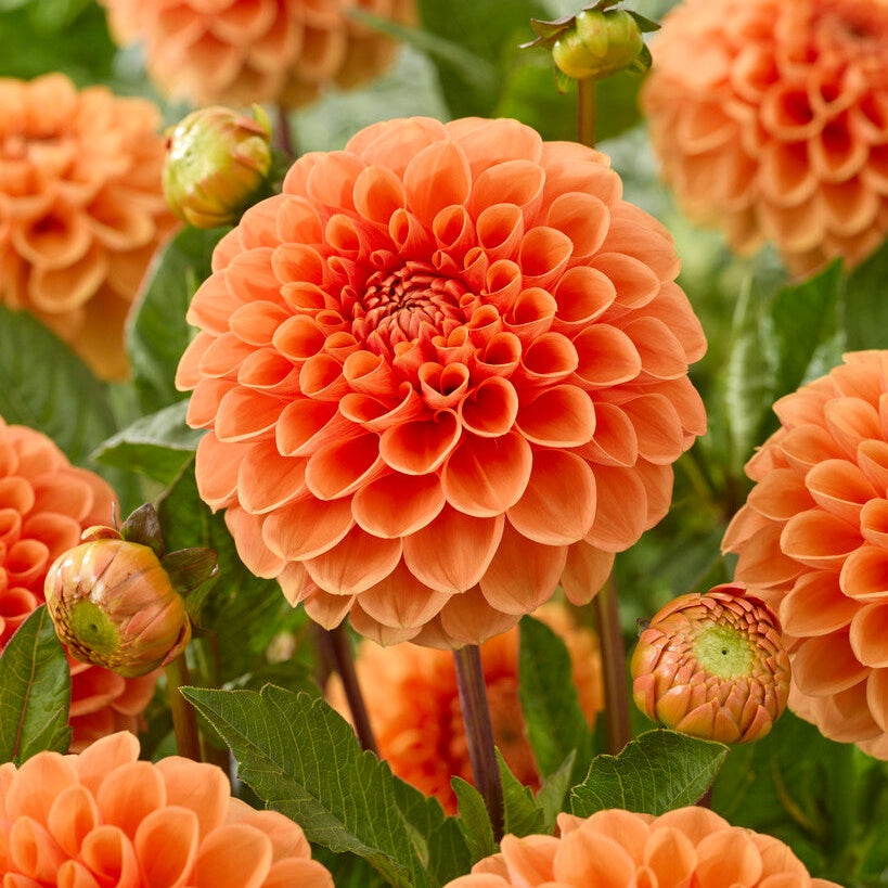 Dahlia Boll Sylvia 1-pakning